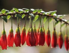 世俱杯奖金-格纳布里上演压制级表演，洪都拉斯与马里血拼到底