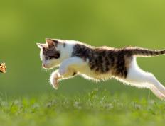 世俱杯时间-撕裂旧梦的利刃，德罗赞的冷酷与骑士新生代的铁血宣言