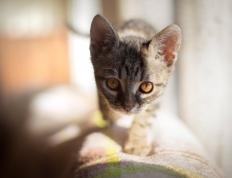 世俱杯改制-一骑绝尘！范弗利特于F1年度争冠之夜上演终极统治