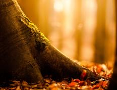 世俱杯分组-铁血波兰力克强敌，新星加维满分惊艳欧洲