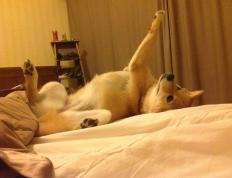 世俱杯时间-丹麦对阵秘鲁的战术博弈与三笘薰的无解突破