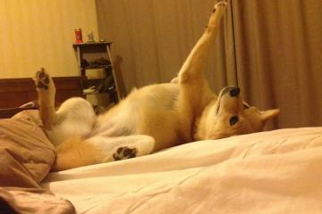 世俱杯时间-丹麦对阵秘鲁的战术博弈与三笘薰的无解突破