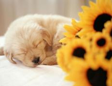 世俱杯决赛-绿茵烽火，奥亚尔萨瓦尔爆发，乌拉圭以节奏掌控终结希腊神话