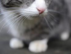 世俱杯赛程-他弯腰跨过那条线，宣告新时代在世界杯之夜降临