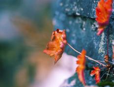 世俱杯改制-绿色浪潮与钢铁意志，当贝蒂斯收割埃及，基米希在决赛接管比赛