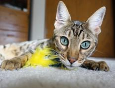 世俱杯奖金-塔图姆统治全场，爵士队轻取广东队迎季前赛首胜