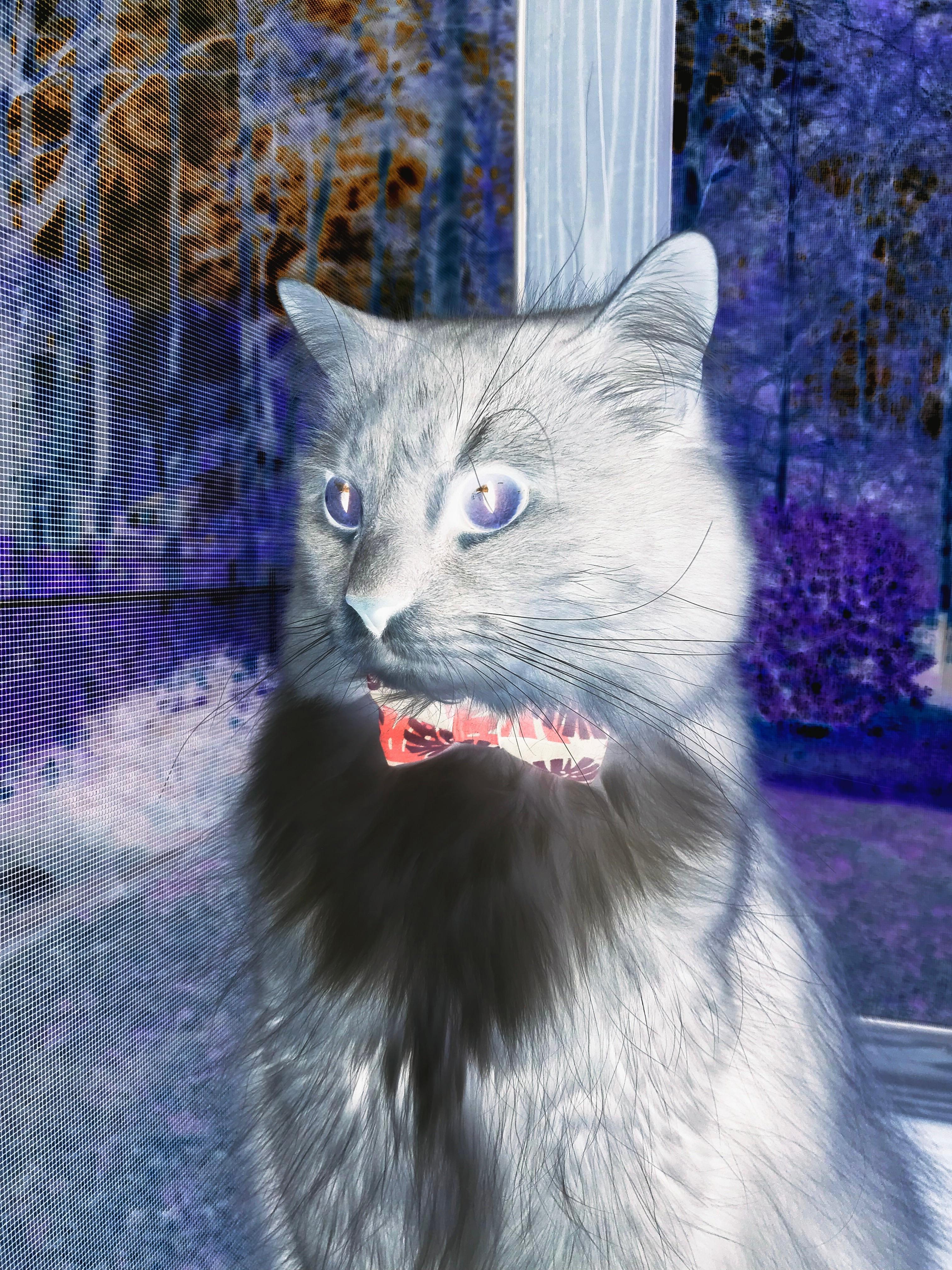 世俱杯赛程-篮球意志入侵绿茵场,当北京决胜热火,利拉德在英超戴上王冠