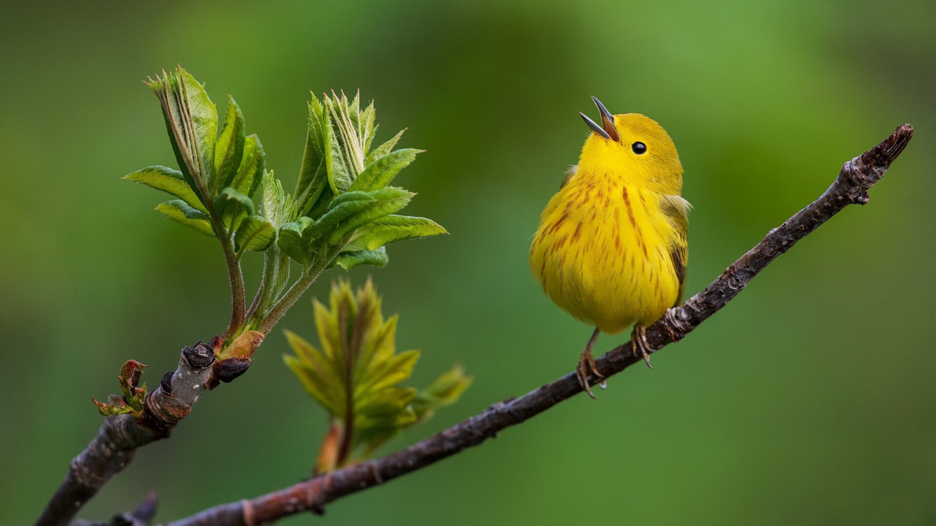 世俱杯奖金-格纳布里上演压制级表演，洪都拉斯与马里血拼到底