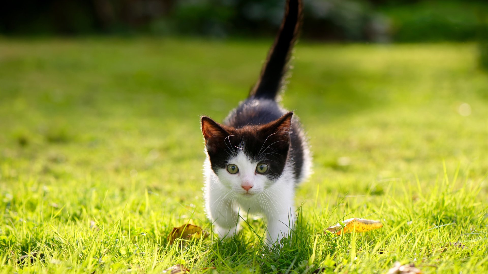 世俱杯直播-足球的棋盘，篮球的棋手，罗德里如何用西班牙节奏掌控NBA总决赛