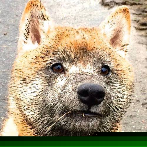 世俱杯直播-深圳队强势晋级力克公牛,约基奇关键先生虽败犹荣