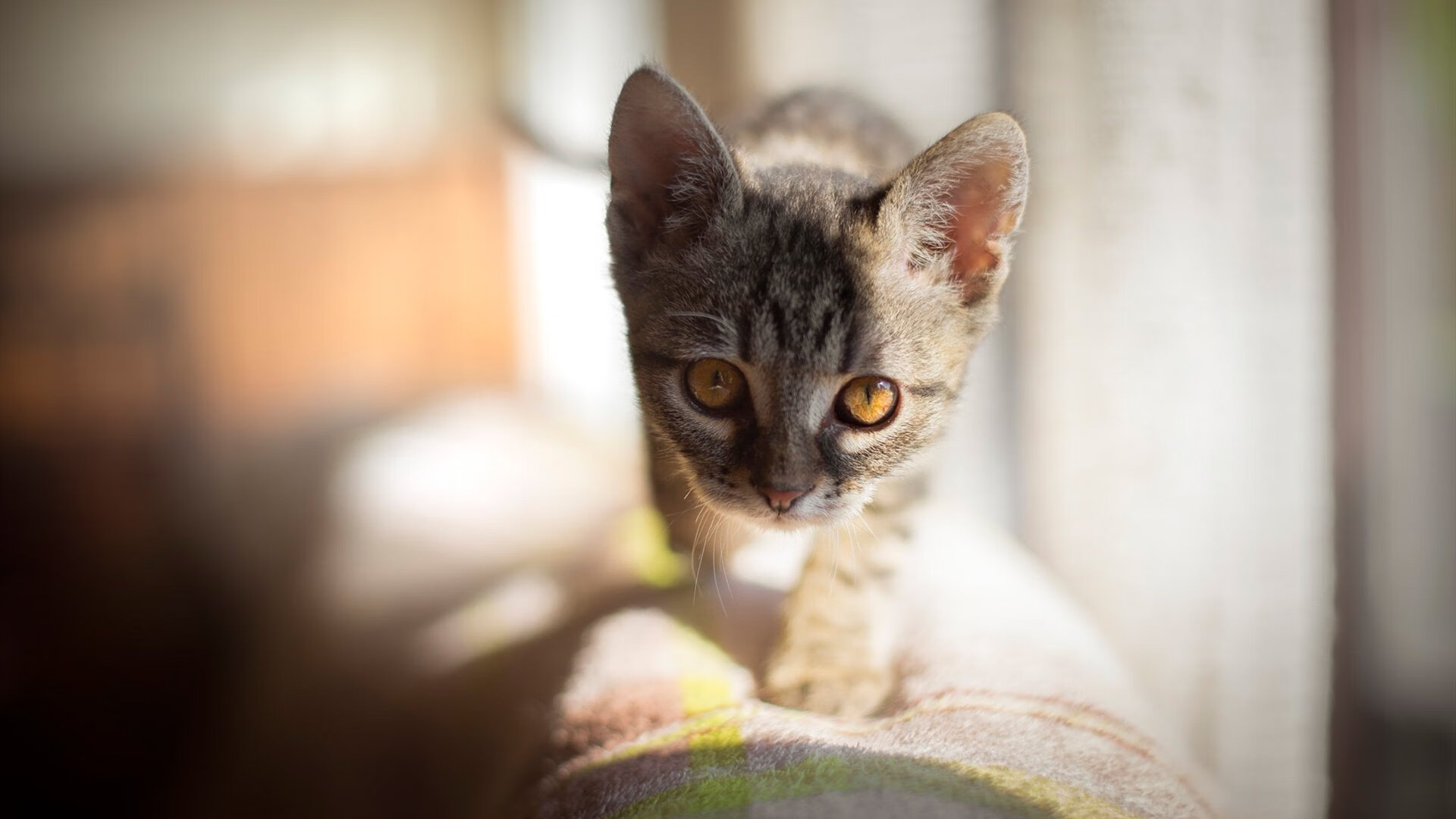 世俱杯改制-一骑绝尘！范弗利特于F1年度争冠之夜上演终极统治