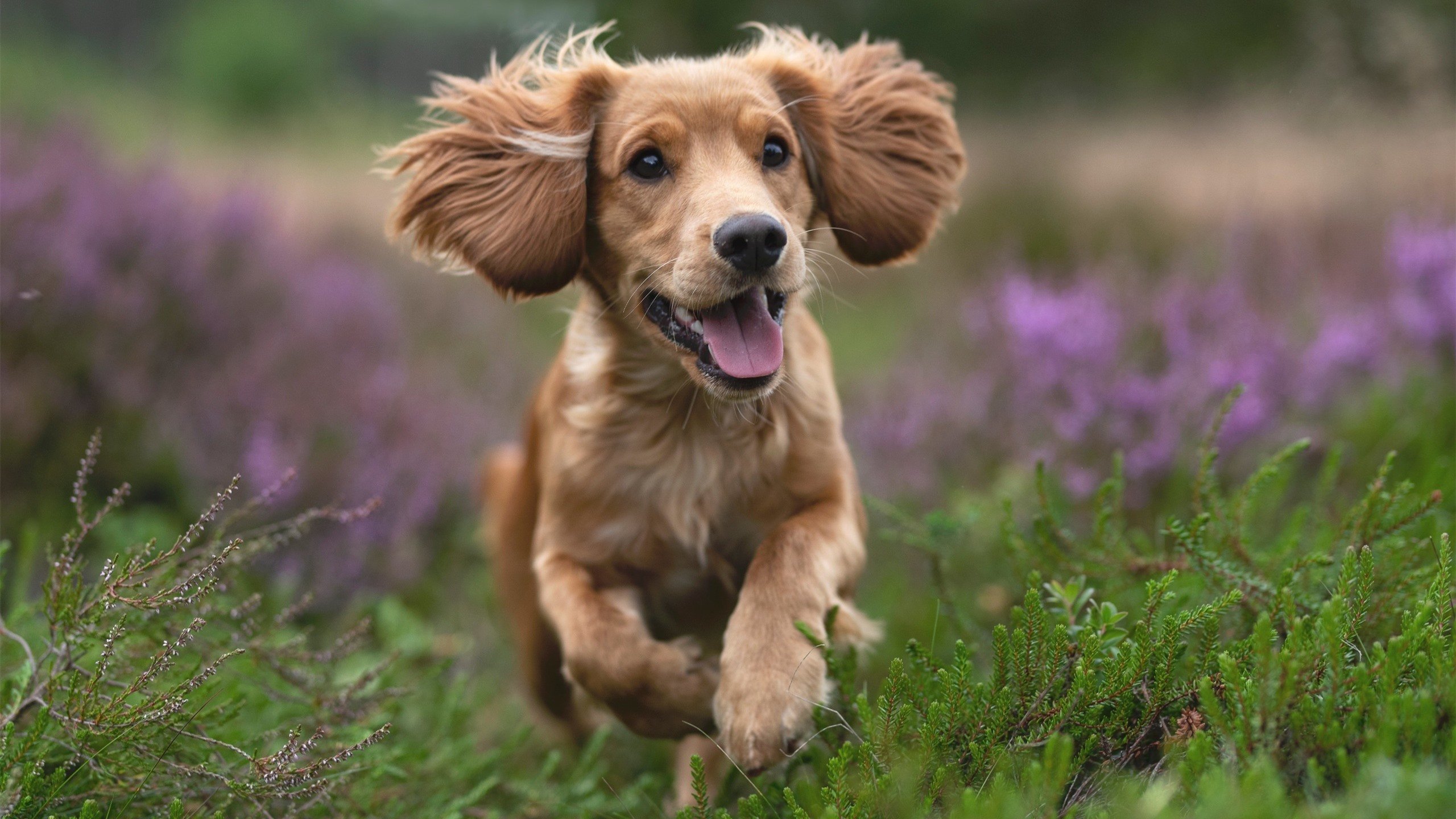 世俱杯改制-速度与战术，F1街道赛的引擎轰鸣中，老鹰如何力克马刺