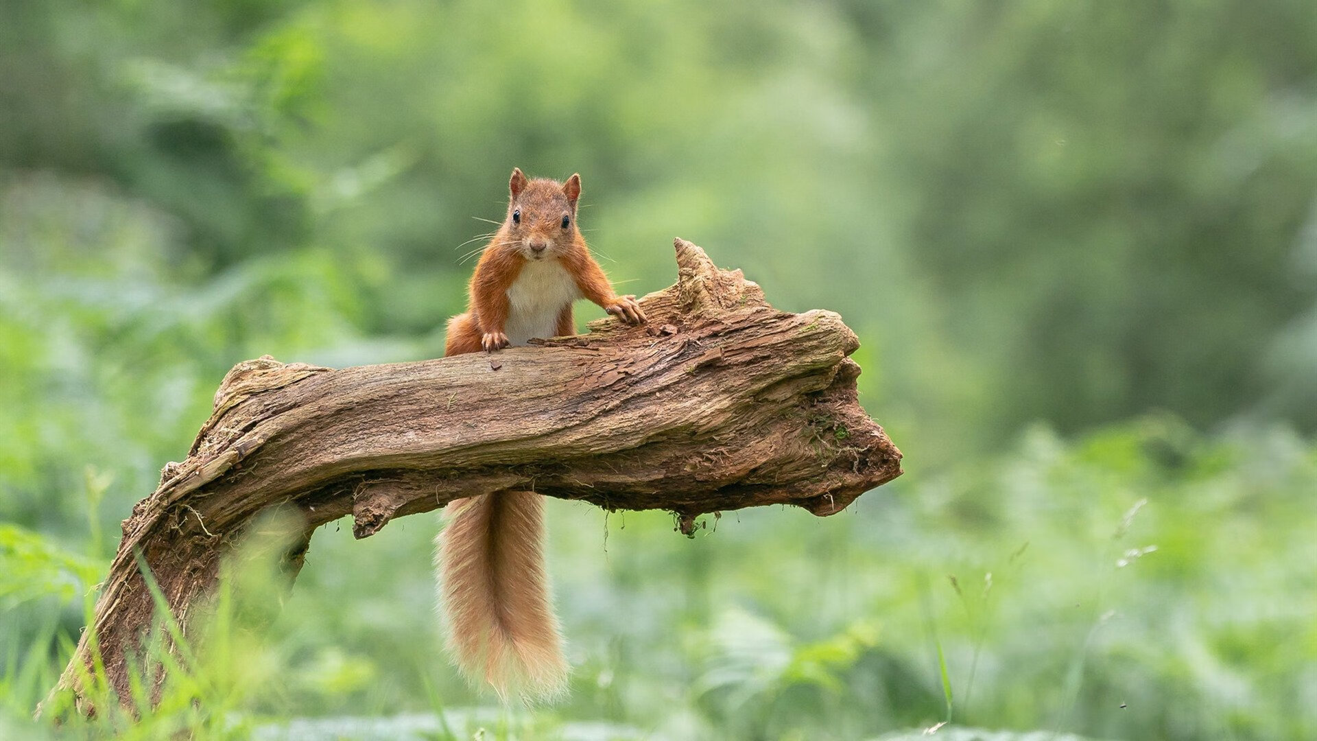 世俱杯直播-冰火交融处,米切尔燃尽黎明