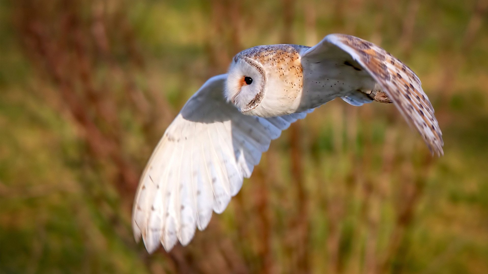 世俱杯参赛资格-绿茵场上的地缘博弈,贝林厄姆一锤定音,委内瑞拉制霸厄瓜多尔