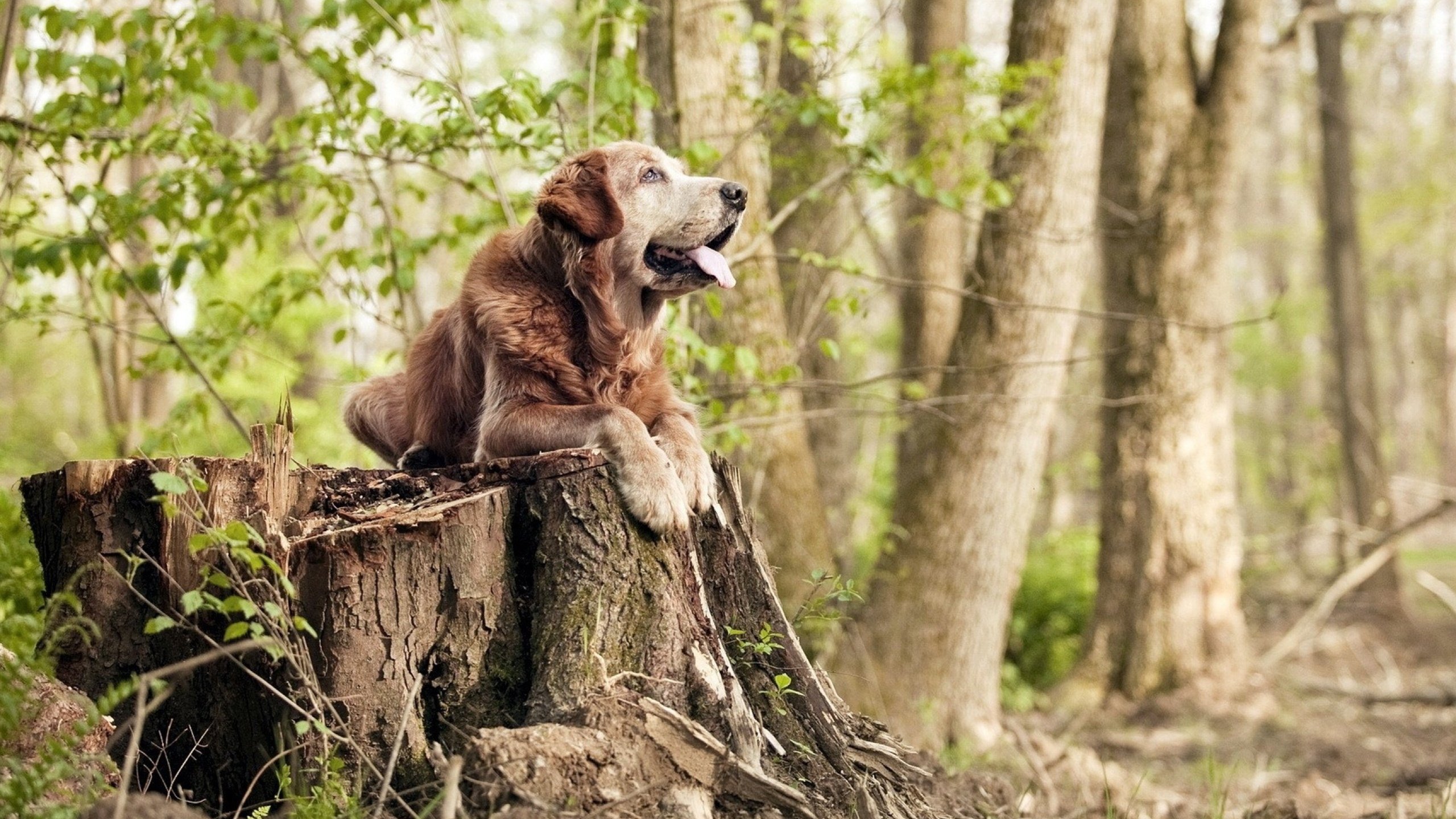 世俱杯2025-绞杀与突围,保罗用慢撕开森林狼的铁血防线