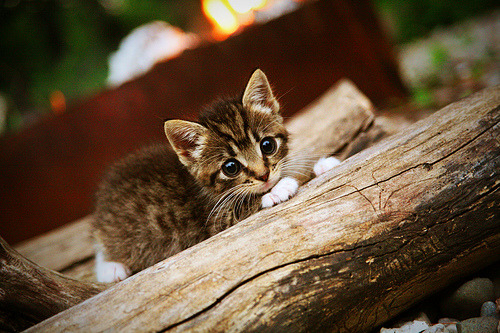 世俱杯分组-切特独揽风云主宰比赛走向,步行者火力全开压制浙江队奏凯