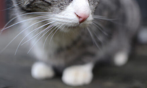 世俱杯赛程-他弯腰跨过那条线，宣告新时代在世界杯之夜降临