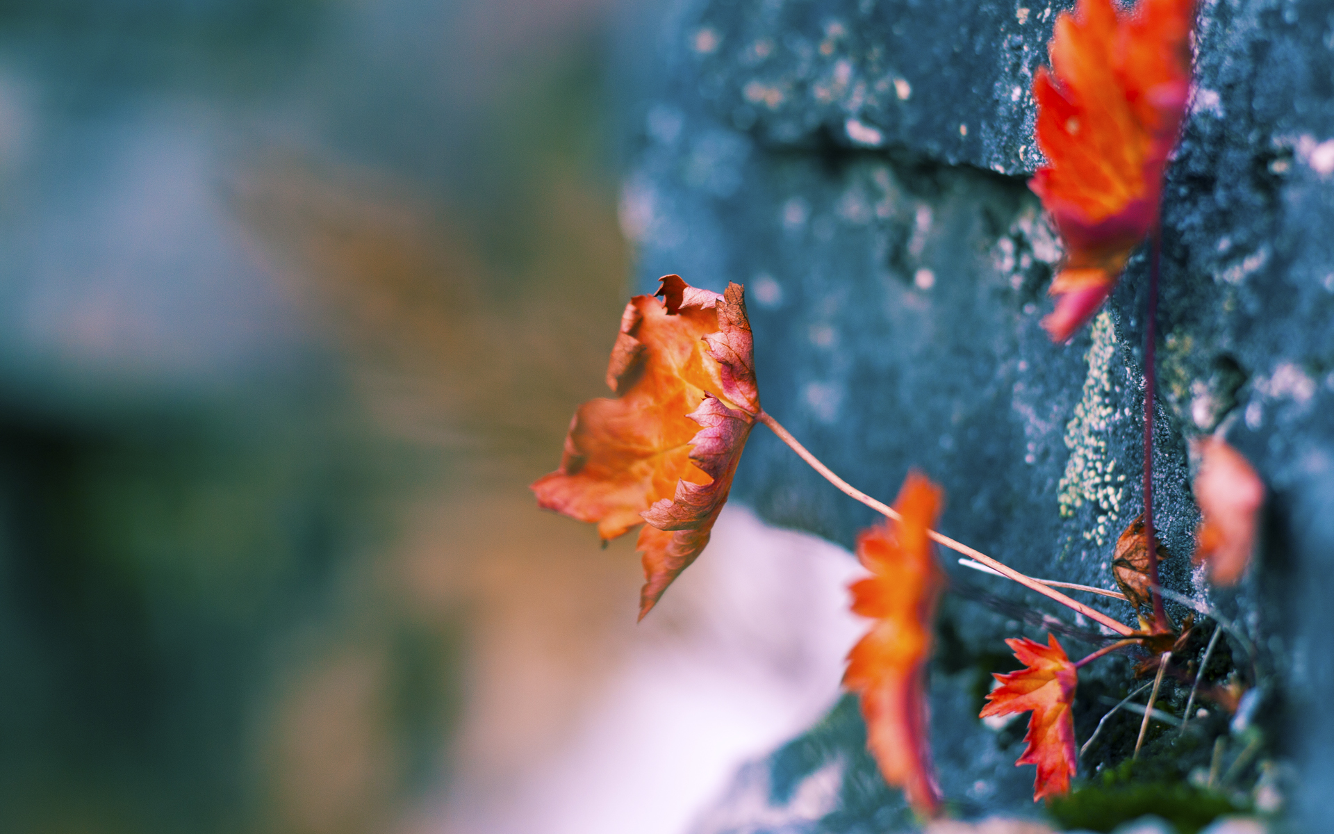 世俱杯改制-绿色浪潮与钢铁意志，当贝蒂斯收割埃及，基米希在决赛接管比赛